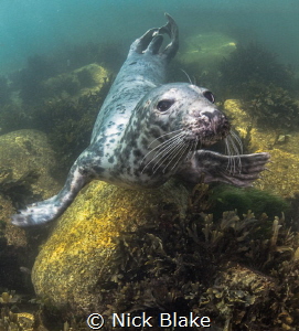 Atlantic Grey Seal, Lundy Island by Nick Blake 